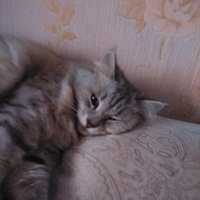 Илья Лебедев