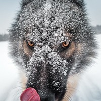 Радион Кулиев