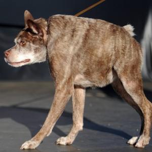 Максим Голубев