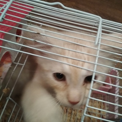 Арсений Колодник