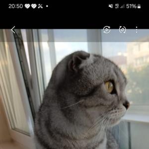 Xamka