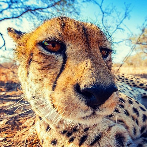 Илюха Астанкович